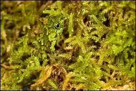 Sauriez-vous distinguer un animal dans ses algues ?