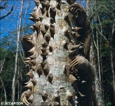 Qui est en train de grimper sur ce tronc d'arbre ?