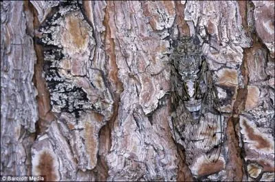 Quel insecte se cache ici ?