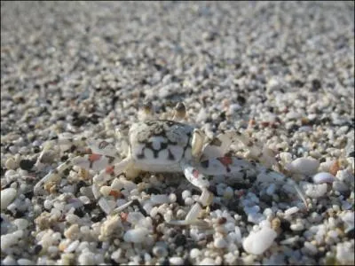 Qui se dore au soleil sur le sable de l'le de la Runion ?