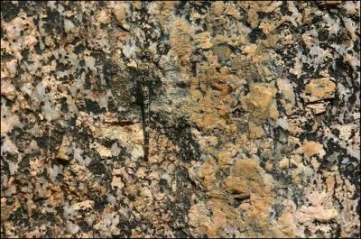 Quel insecte se cache ?