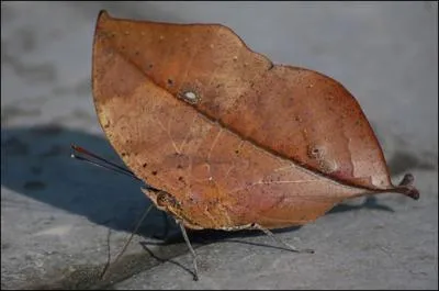 Est-ce une feuille, un papillon ou autre chose ?