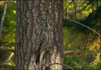 Ce n'est pourtant pas un as du camouflage , mais cet oiseau est bien cach , sauriez-vous le reconnatre ?