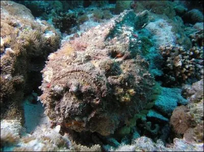 Ce poisson se confond bien avec cette roche , qui est-il ?