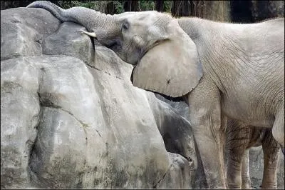 Quel animal essaie de prendre la forme de ce rocher ?