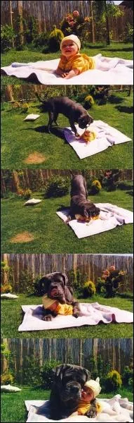 Vers quel ge voit-on gnralement apparatre la premire dent de bb ?