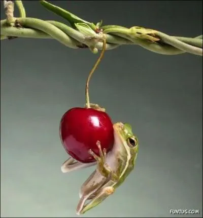 Il a crit les paroles de la chanson : Le temps des cerises !