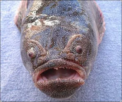 Quel est le nom de ce dragon au sourire si tendre ?