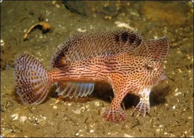 Quel est ce poisson ?