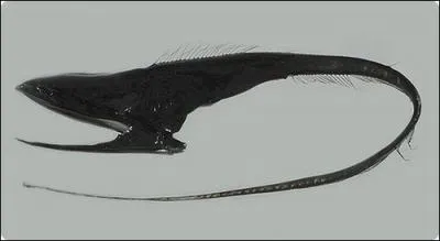 Dites-moi le nom de ce poisson  la bouche si grande ?