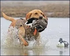 Lequel est un chien de chasse ?