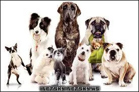 Qu'est-ce qui est dangereux pour un chien ?