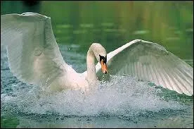 O le cygne vit-il ? ( le plus connu )