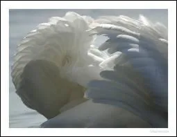 Quelle est la dure de vie du cygne dans la nature ?