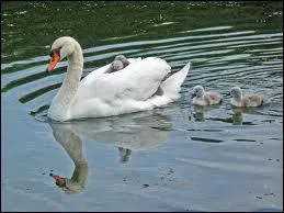 Comment appelle-t-on les petits des cygnes ?