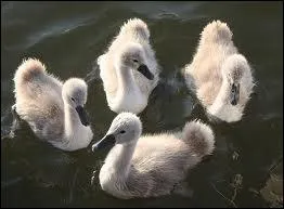 Quand ils naissent les petits cygnes sont bruns. Jusqu' quel ge gardent-ils leur plumage de naissance ?