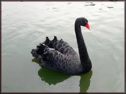 Un cygne peut-il tre noir ?