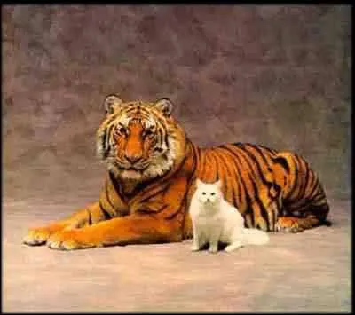 C'est Blaise Pascal qui a crit  Le coeur a ses raisons que la raison ne connat point . Dans laquelle de ses oeuvres peut-on lire cette phrase ?