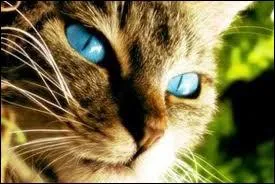 Dans quelle srie littraire peut-on suivre les aventures de Coeur d'Epines, un chat sympathique et excellent combattant ?