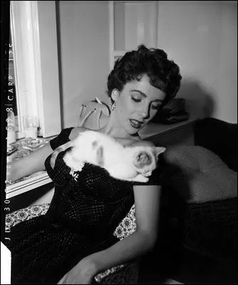 Une trs jolie photo avec un chaton confondant de naturel qui s'en suit son petit bonhomme de chemin. Qui est la star ?