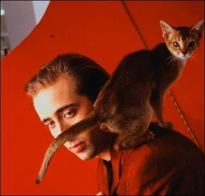 Une pose trs originale, sauf pour le flin habitu  grimper aux sommets. Qui est la star ?