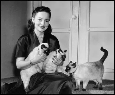 Il semble bien que cette actrice star des annes 40 et 50 pose avec ses trois superbes siamois. Qui est-elle ?