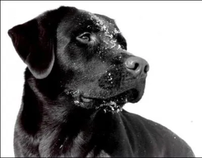 Quelle race est l'ascendant du labrador ?