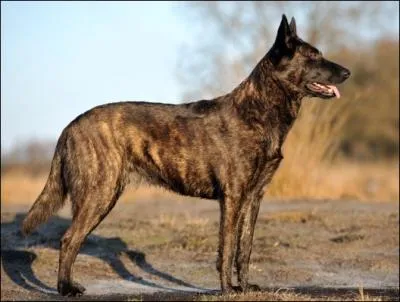 Combien existent-ils de Bergers Hollandais ?