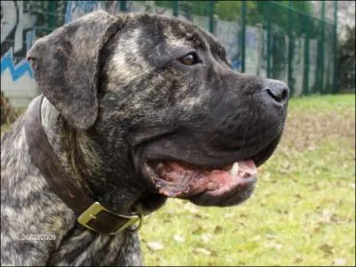 Dans quel pays le Cane Corso n'est pas reconnu ?