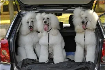 Citez, trois chiens dont le toilettage d'exposition est particulirement difficile.