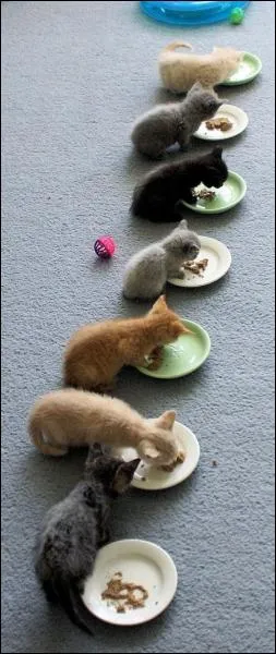 Quel dicton ou refrain pourrait convenir  cette scne ?