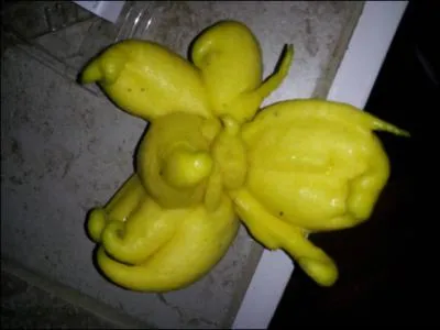 Reconnaissez-vous cette chose bizarre ?