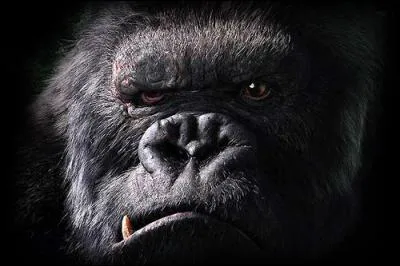 Dans quel film voit-on cette image ?