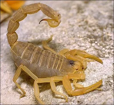 Ce scorpion peut provoquer de graves troubles chez l'homme. Il est rpandu dans le sud de la France sur la rive droite du Rhne. Il est reconnaissable  sa couleur jaune sable.