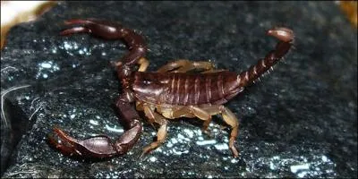 Ce scorpion est frquent en Italie d'o son nom. Il est quasiment inoffensif et peut atteindre entre 40 et 50 mm avec la queue. Ce scorpion est...