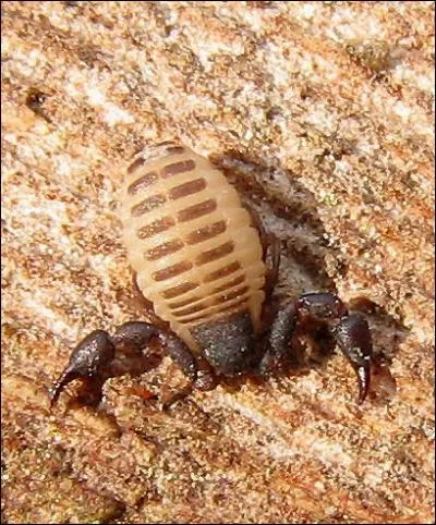 C'est le seul scorpion a ne pas avoir de queue comme les autres espces. Cette espce mesure de 2. 5  4. 5 mm et cette espce vit gnralement dans le sol. C'est ...