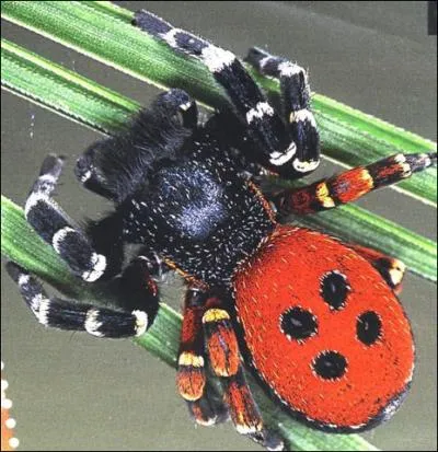 Chez cette araigne, les deux sexes sont trs diffrents : la femelle est entirement noire tandis que le mle  l'abdomen rouge (voir photo). C'est ...