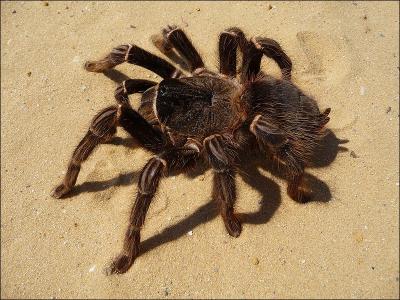 Répandue en Amérique du Sud et aux Antilles, c'est la plus grande représentante de l'ordre des araignées. Elle est capable de tuer et de manger des oiseaux de petite taille. C'est ?