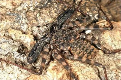 Cette trange araigne est reconnaissable  ses minces pattes antrieures. Elle peut rester sans manger pendant plus d'une semaine. Elle est trs rapide et non venimeuse. C'est :
