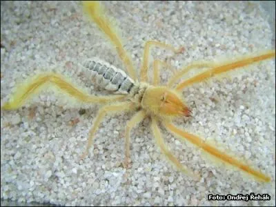 Cette espce ne possde aucun type de venin. On les trouve dans les zones europennes les plus chaudes. Elle possde d'normes chlicres (pinces) en forme de tenailles. C'est ...