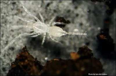 C'est l'une des araignes les plus petites, leur taille ne dpassant pas 3 mm. Cette espce est compltement aveugle. Certaines espces possdent 3 poumons alors que d'autres n'en possdent pas.