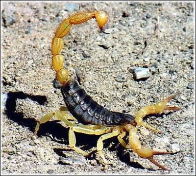 Cette bte est trs connue, elle possde un dard d'o sort un poison trs violent. Elle est rpandue surtout dans les rgions chaudes et sches. C'est ...