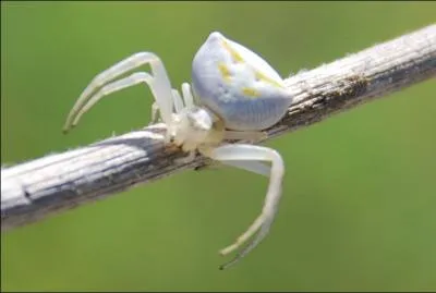 Cette espce est rpandue dans le monde entier sauf dans les ples. Elle se cache parmi les fleurs et tend un pige  ses proies. Il en existe plusieurs espces. C'est :