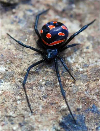 Cette araigne fait partie de la mme famille que la veuve noire. C'est l'araigne europenne la plus dangereuse et la plus venimeuse. C'est :