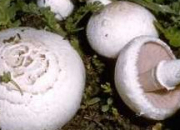 Quiz Les champignons en photos 1/3