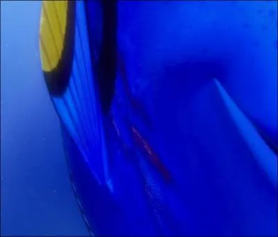 Comment Dory s'est-elle blesse ?