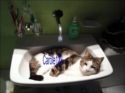 Qui adore les chats ?