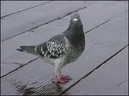 Qui a peur des pigeons ?