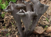 Quiz Les champignons en photos 3/3