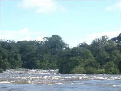 Il traverse les rivires amazoniennes  la nage, il peut rester plusieurs minutes sous l'eau !